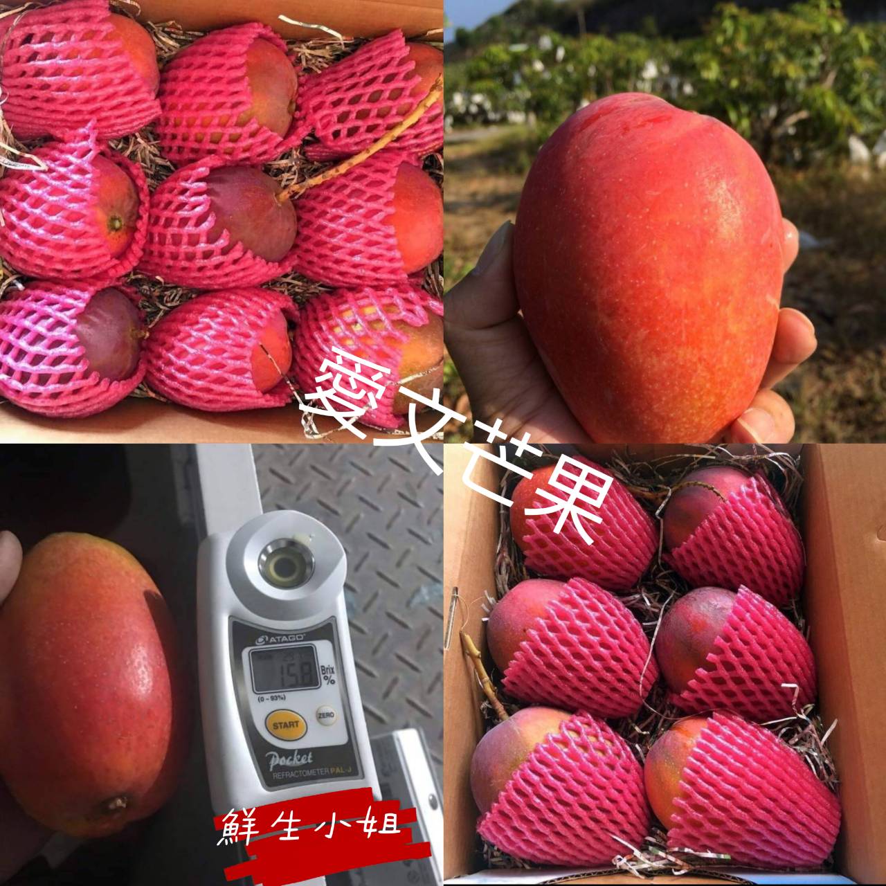 屏東枋山愛文芒果:圖片 9