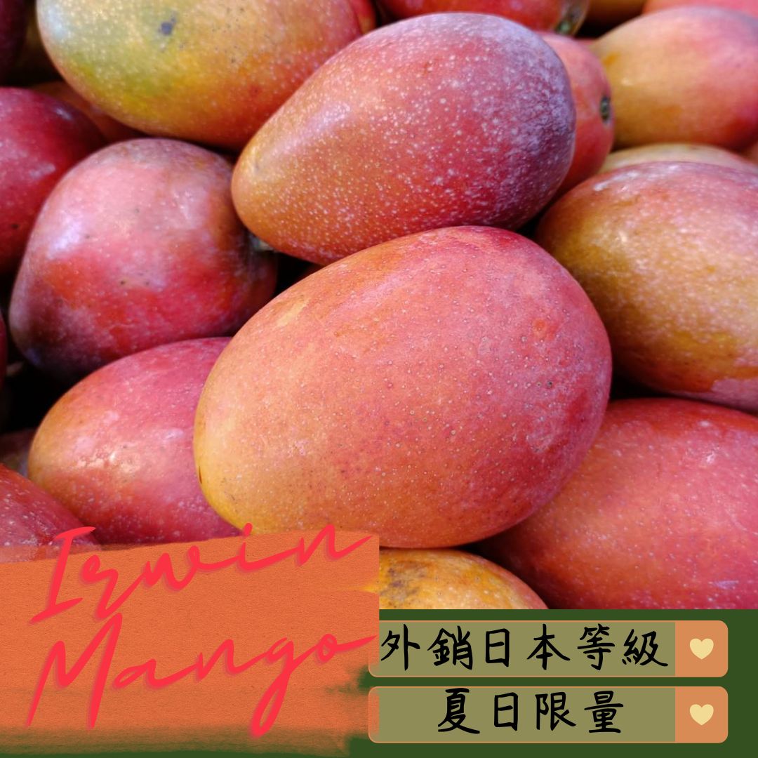 屏東枋山愛文芒果
